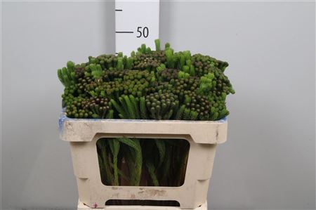 <h4>Kaaps Brunia Albiflora</h4>