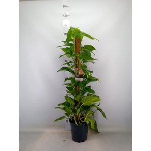 Epipremnum pinn.   ...moss stick