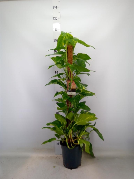 <h4>Epipremnum pinn.   ...moss stick</h4>