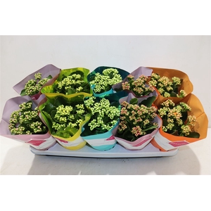 Kalanchoe Double Deluxe Mix Stadium