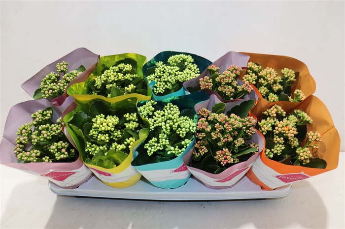 <h4>Kalanchoe Double Deluxe Mix Stadium</h4>