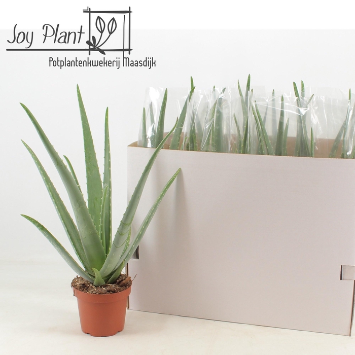 <h4>ALOE VERA</h4>