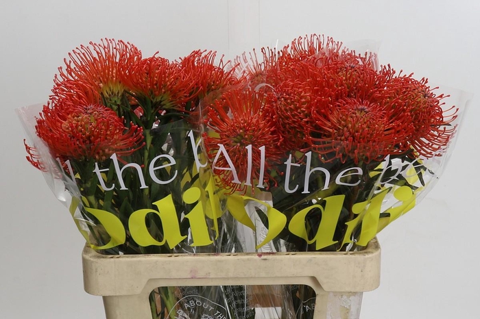 <h4>Nutans Succession</h4>