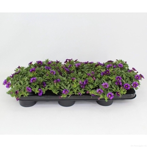 CaliBrachoa Minifamous Neo Purple