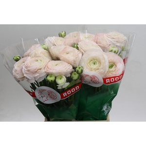 Ranunculus Clooney Real Ioren