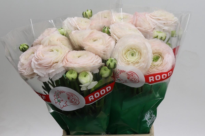 <h4>Ranunculus Clooney Real Ioren</h4>