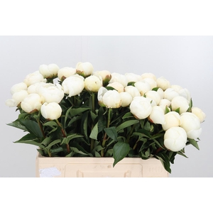 Paeo L Duchesse D Nemo