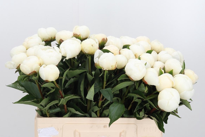 <h4>Paeo L Duchesse D Nemo</h4>