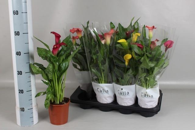 <h4>ZANT GEM 4 KL</h4>