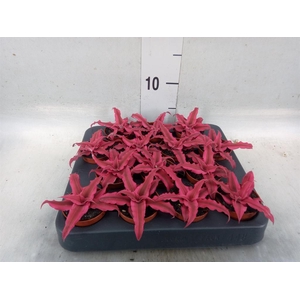 Cryptanthus  'Rubin Star'