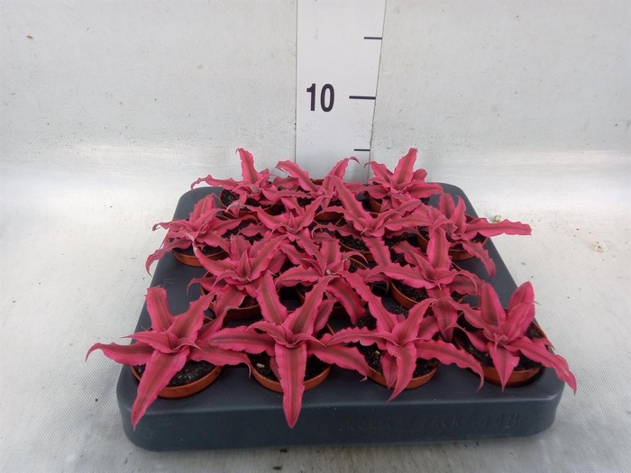 <h4>Cryptanthus  'Rubin Star'</h4>