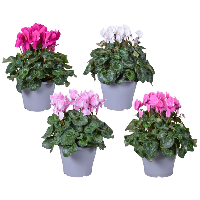 <h4>Cyclamen GR 'Halios HD'</h4>