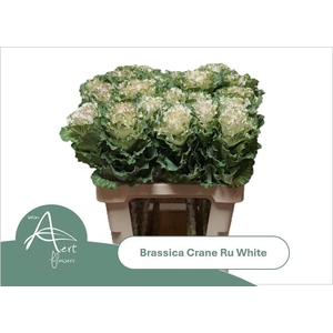 BRASS CRANE RUFFLE WHITE