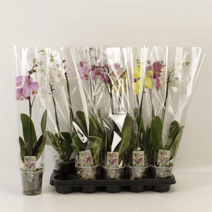 <h4>PHAL GEM</h4>