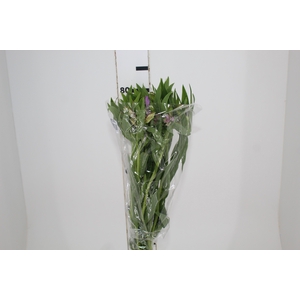 ALSTROEMERIA PLATINA 080 CM