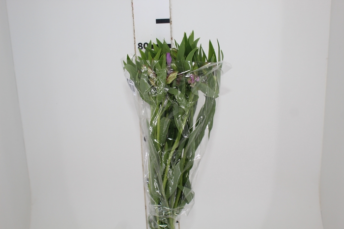 <h4>ALSTROEMERIA PLATINA 080 CM</h4>