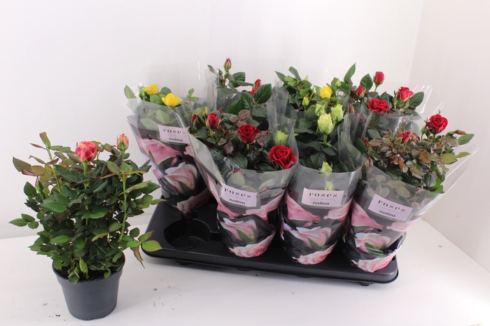 <h4>RO PATHIT GEM 5 SRT</h4>