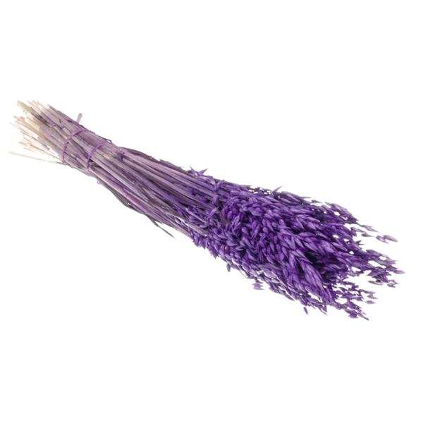 Droogbloemen - Haver Purple