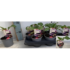 AUBERGINE PLANTEN