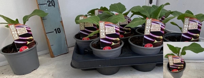 <h4>AUBERGINE PLANTEN</h4>