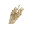 Lenteja White Bleached