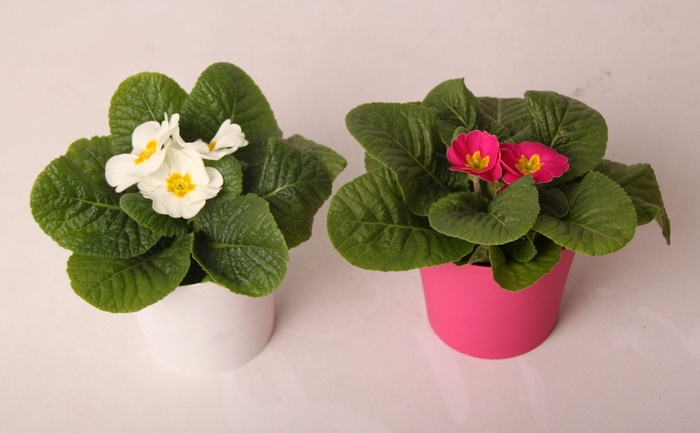 <h4>Primula Ac Gemengd Plastic Ompot Tst</h4>