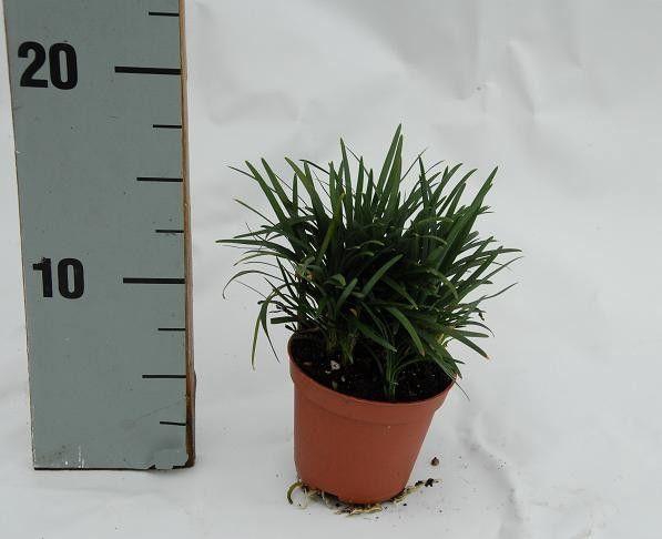 <h4>Ophiopogon Minor</h4>