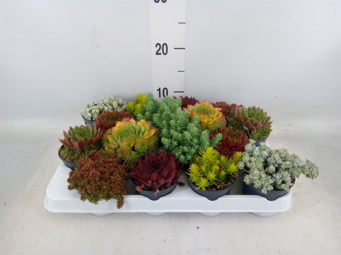<h4>Rotsplanten   ...mix   [Rock plant]</h4>