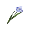 Iris Blue