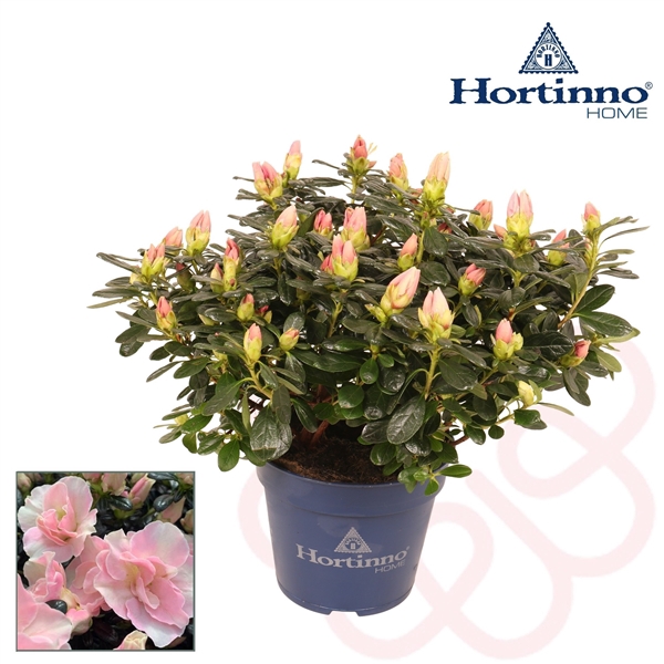 <h4>Hortinno® Home 'Cherry Blossom' 25 - 27 cm</h4>