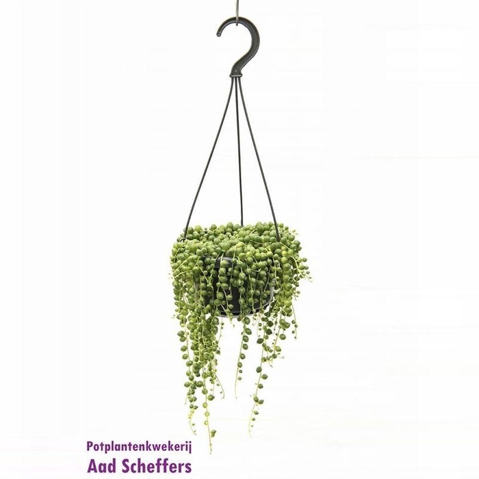 <h4>Senecio rowleyanus</h4>