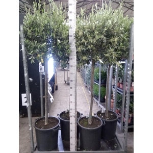 Olea europaea