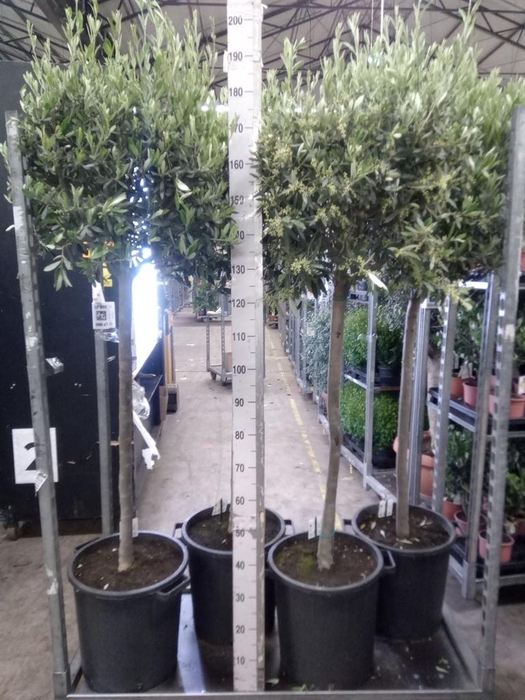 <h4>Olea europaea</h4>