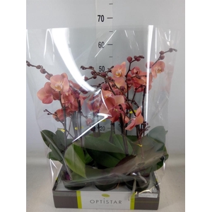 Phalaenopsis   ...orange