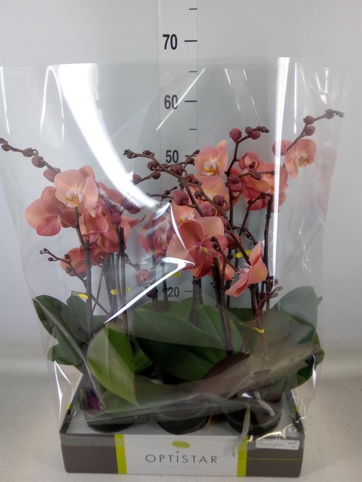 <h4>Phalaenopsis   ...orange</h4>