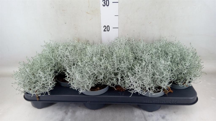 <h4>Leucophyta brownii</h4>