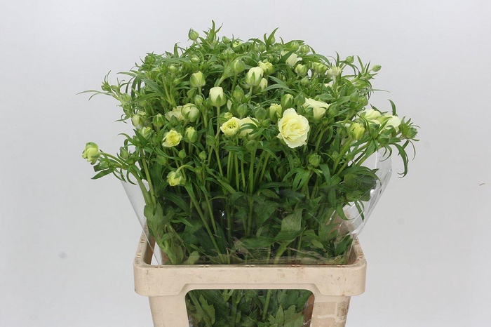 Ranunculus Butterfly Graces