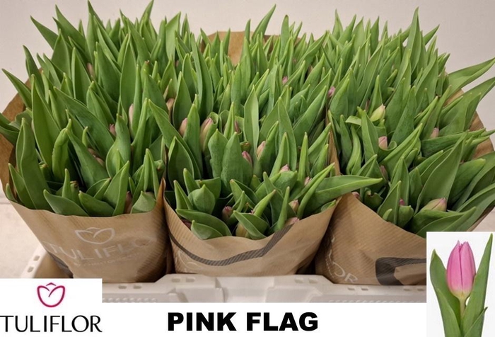 <h4>TU EN PINK FLAG</h4>