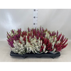 Calluna vulg. 'Beauty L'  ..mix 3/p
