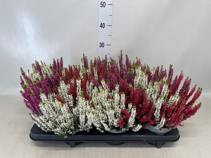 Calluna vulg. 'Beauty L'  ..mix 3/p