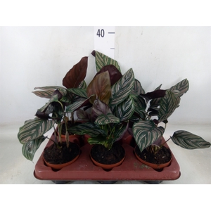 Calathea sanderiana