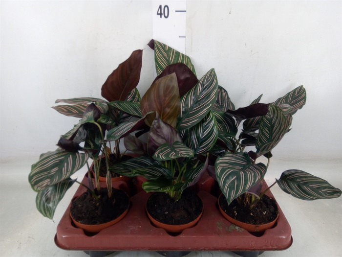 <h4>Calathea sanderiana</h4>