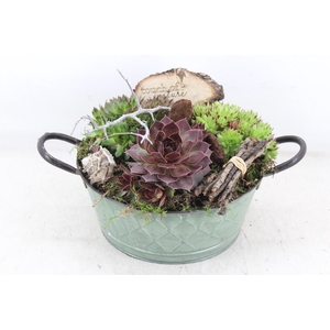 arr4 Semp VL - Zink ton oor green x2