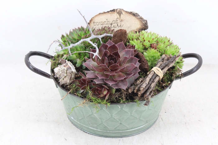 <h4>arr4 Semp VL - Zink ton oor green x2</h4>