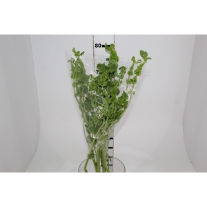 MOLUCCELLA 080 CM