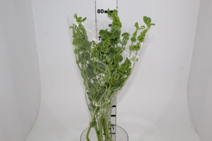 <h4>MOLUCCELLA 080 CM</h4>