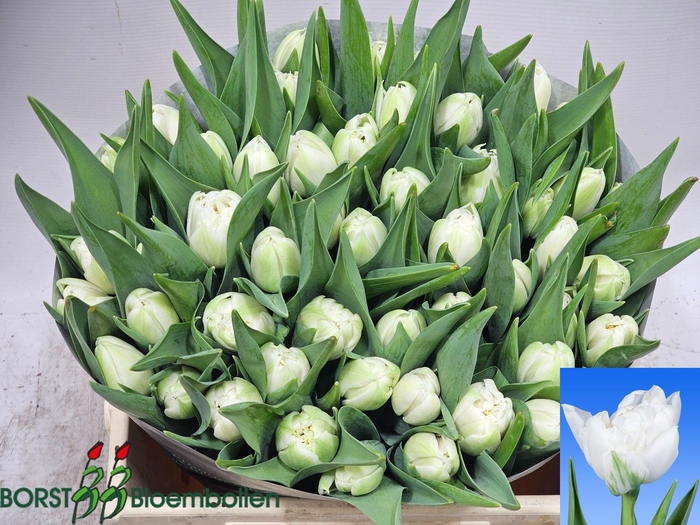 <h4>TU DU GALILEO</h4>