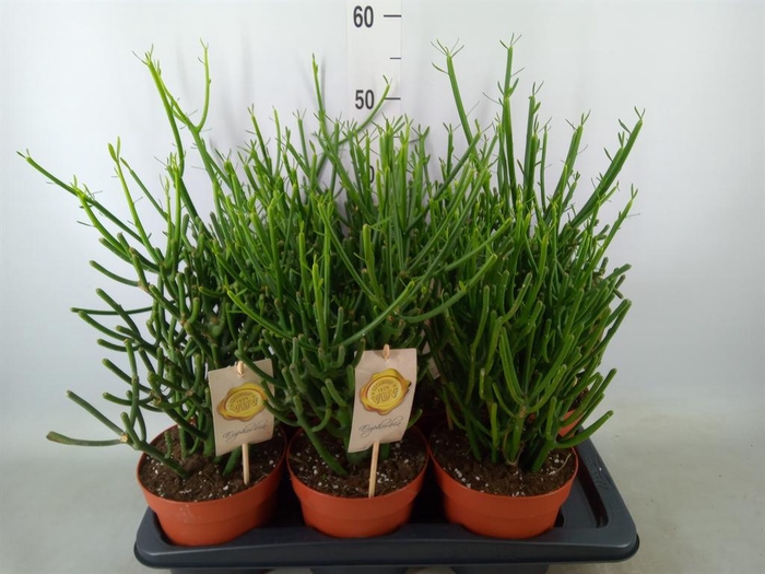 <h4>Euphorbia tirucalli</h4>