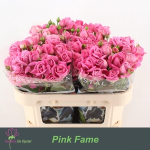 R TR PINK FAME