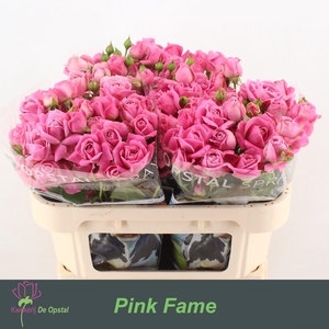 R TR PINK FAME